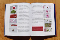 Krása z papíru - Image 7